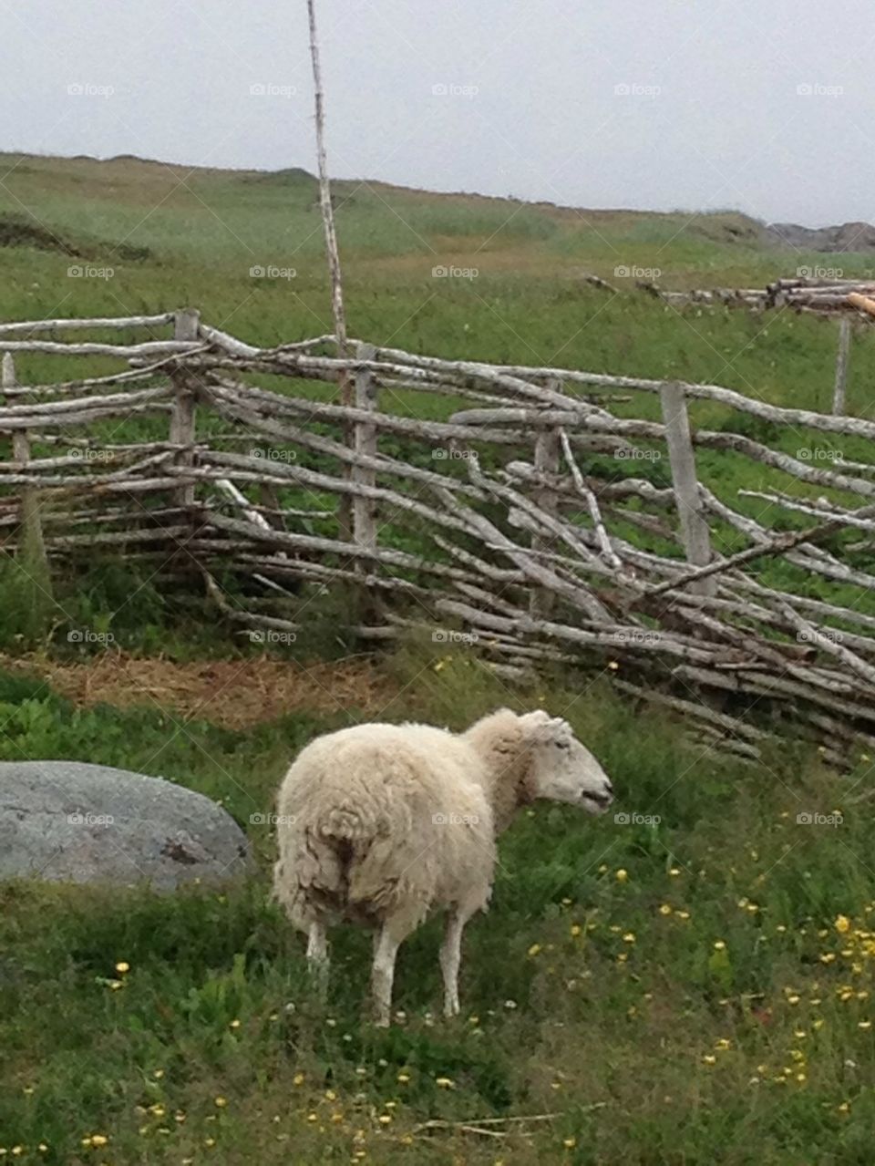 Newfoundland sheep