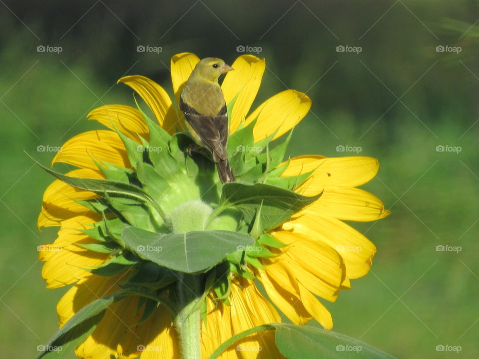 Nature, Flora, Summer, Flower, Leaf