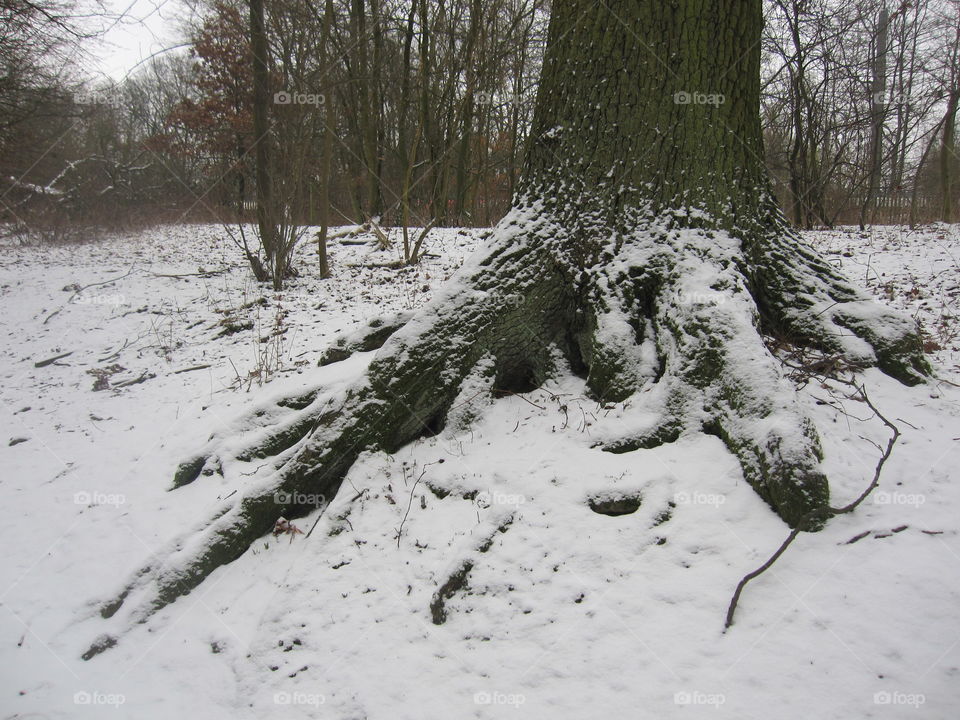 Snow, Winter, Cold, Tree, Landscape