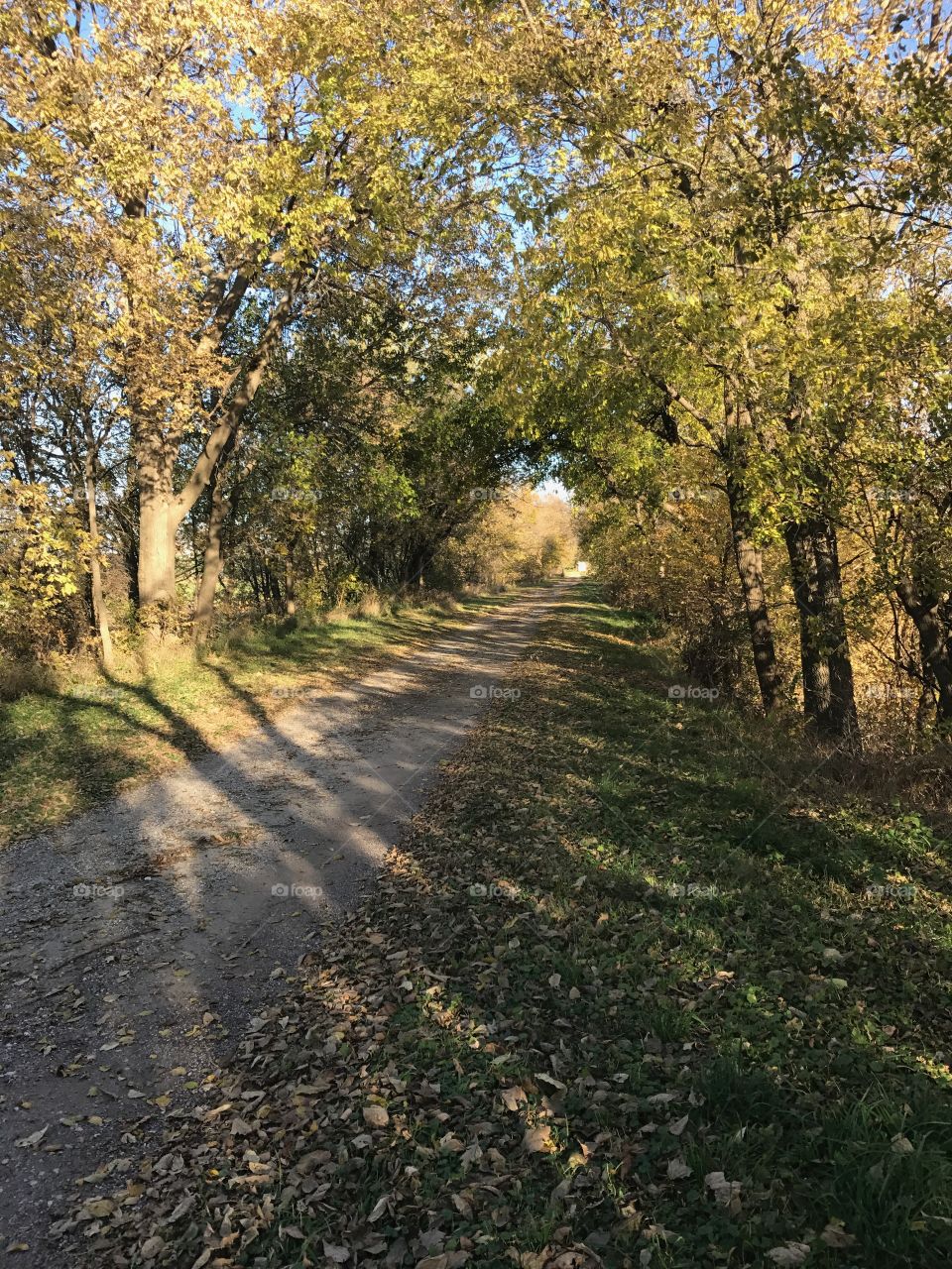 Pathway through the trees out in the country in Iowa