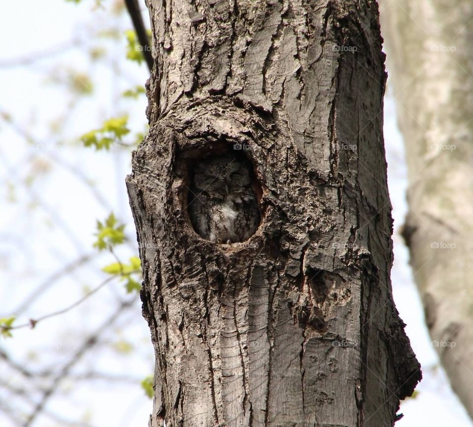 Screech owl