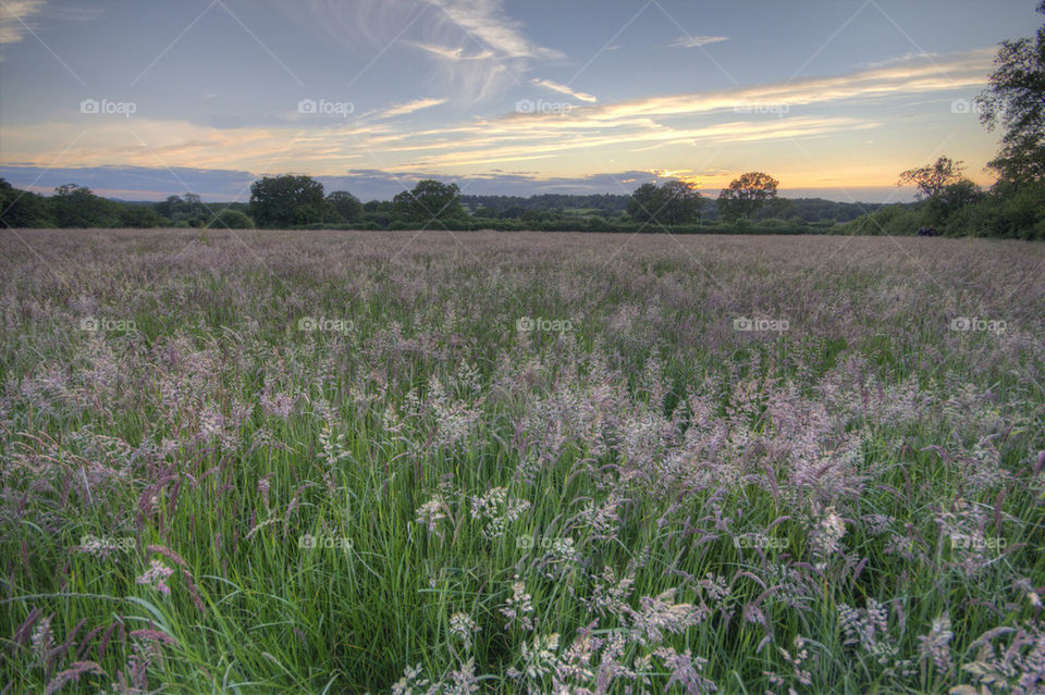field summer sunset england by perfexeon