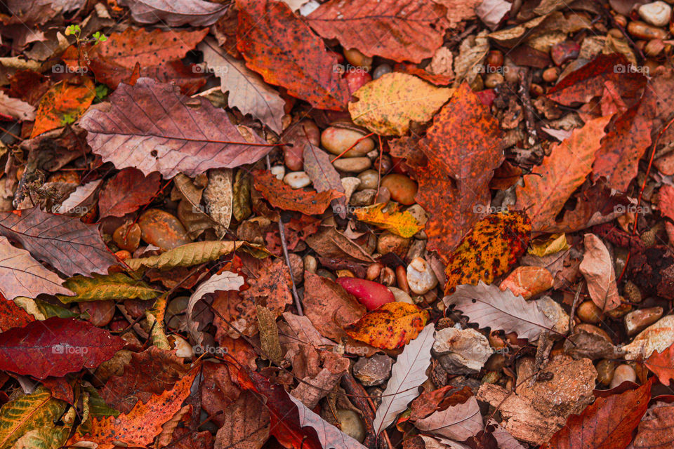 rocks and leaves on the ground