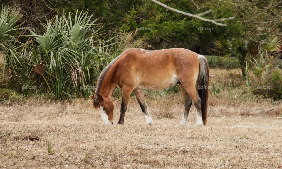 Wild horses, Cumberland Island, Georgia, wildlife, horses