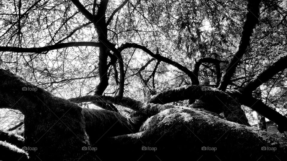 Shadowy tree branches.