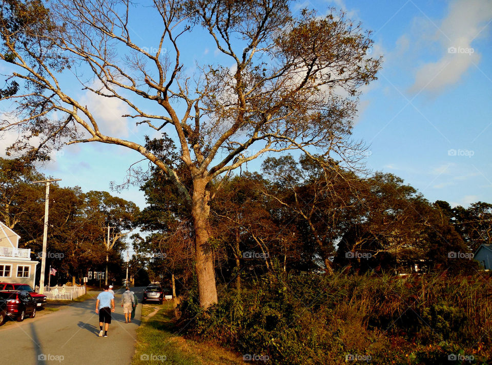 Tree in dusk at wareham 