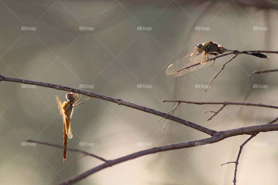 I saw these two dragonflies on a tree branch near my place of living. Looks like they were having conversation..😉