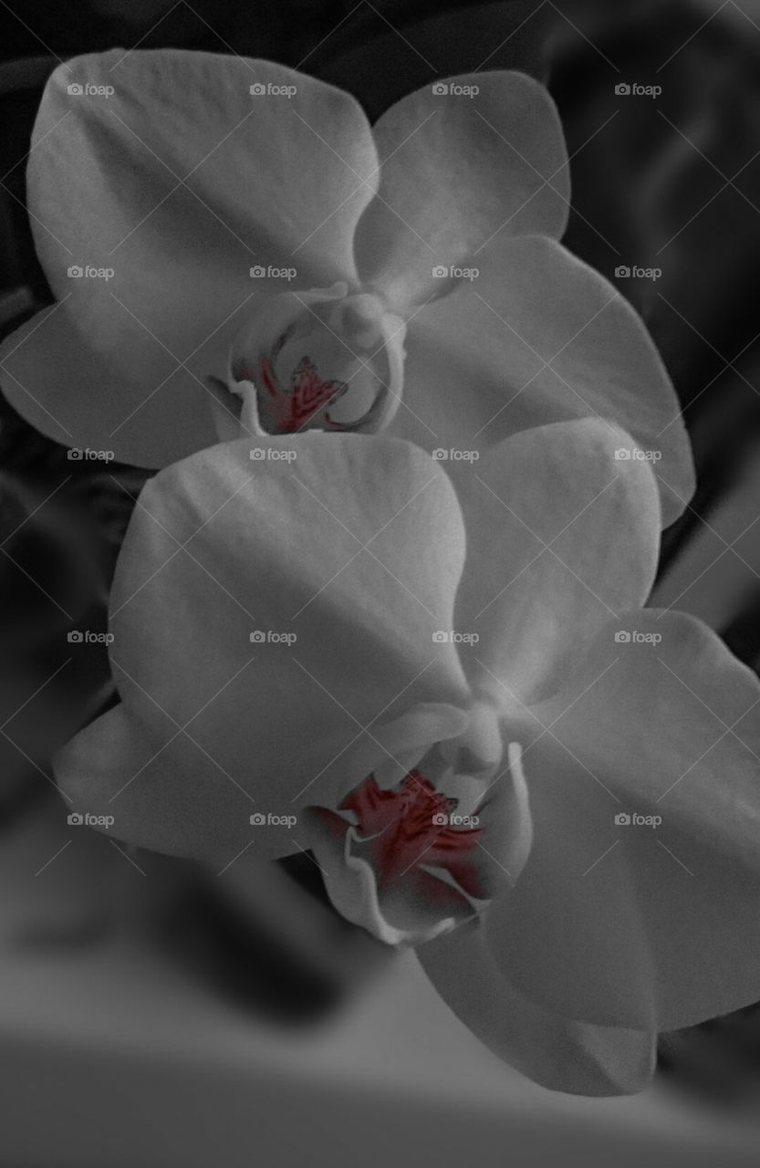 My Orchid in carmine. "Nothing can beat the smell of dew & flowers & the odor that comes out of the earth when the sun goes down."
E. Waters