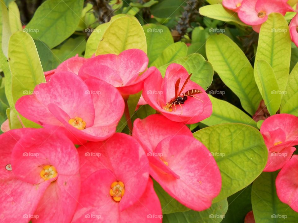 Wasp At Work