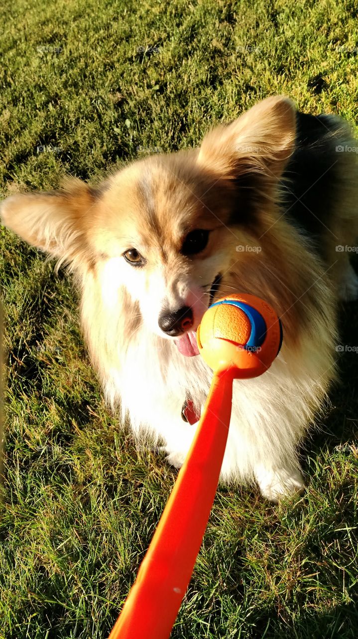 Not patient. my little corgi playing fetch