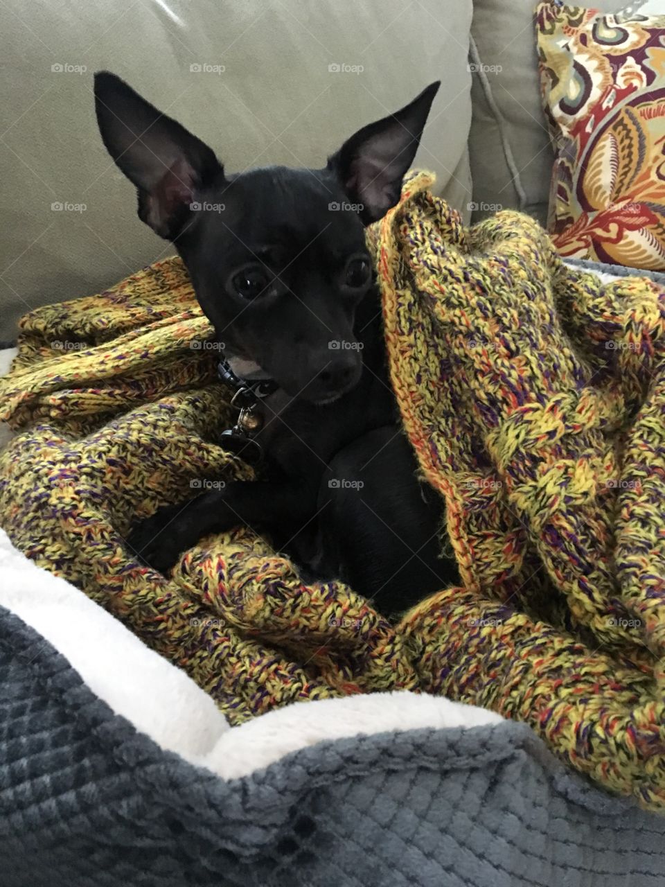 All black chihuahua puppy 