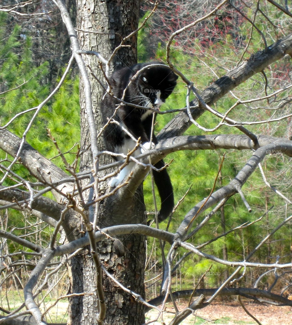 Climb the tree