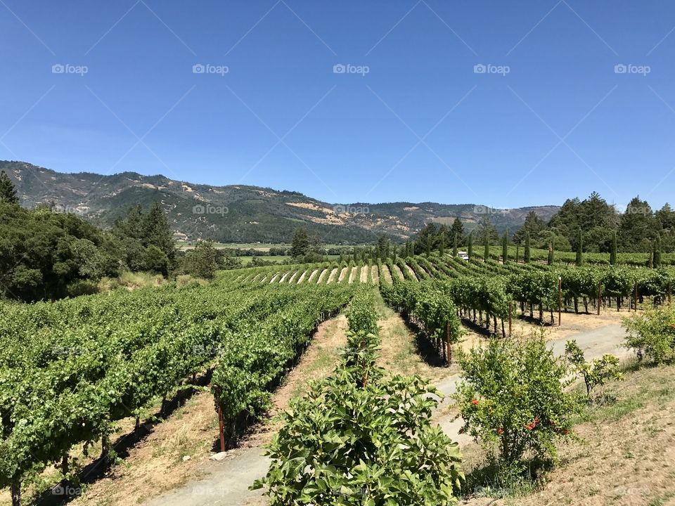 Napa Valley