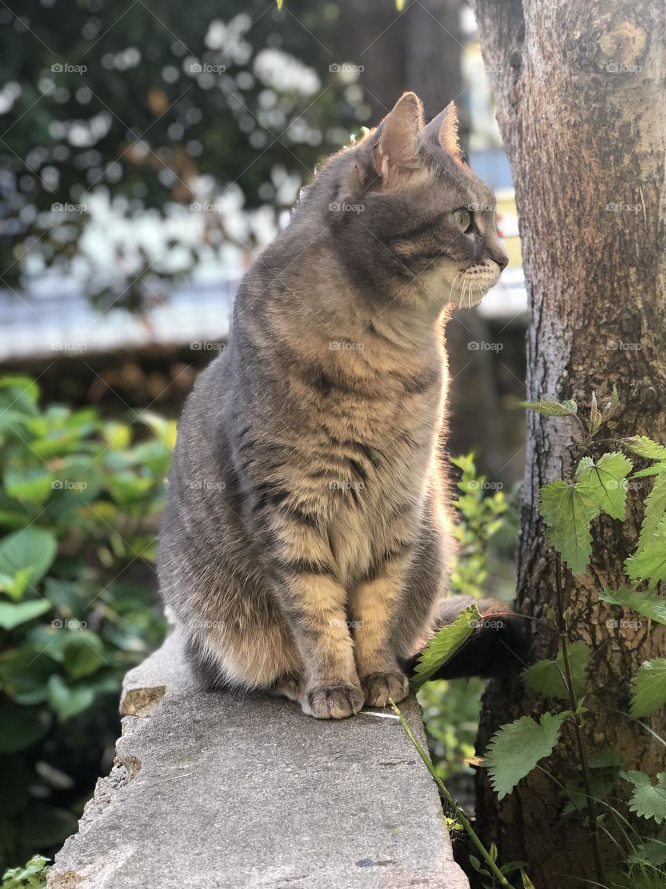 Gray domestic European cat profile, cat in a garden staring at something 