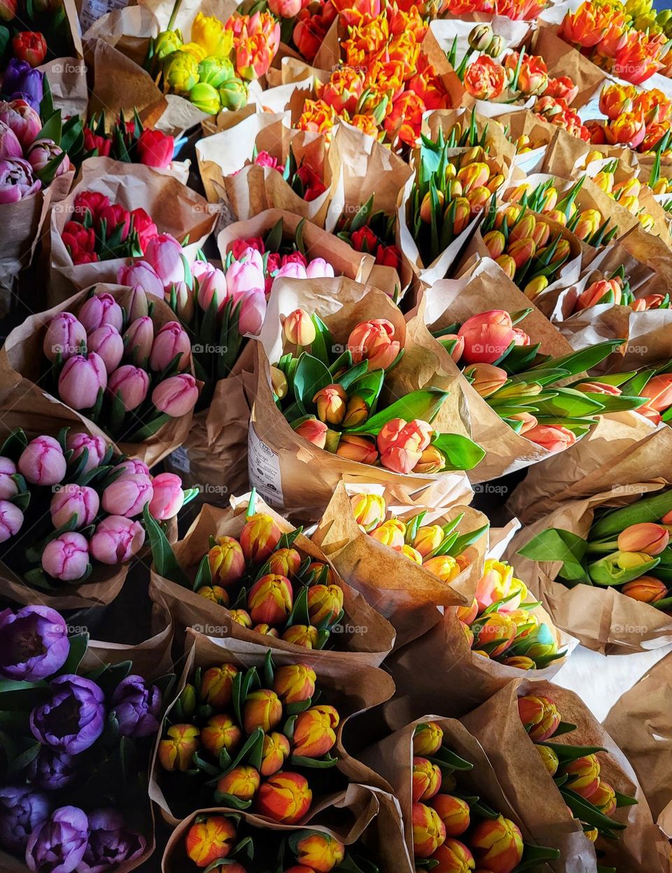 Tulips of the Netherlands