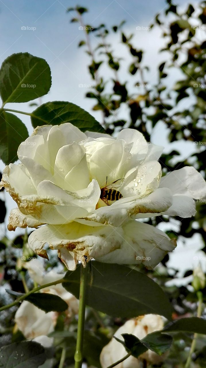 White rose and bee.