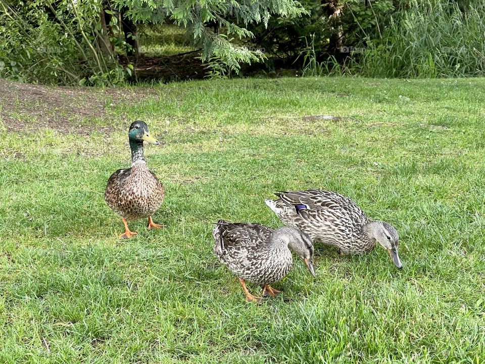 Family of ducks are eating green grass on the meadow 