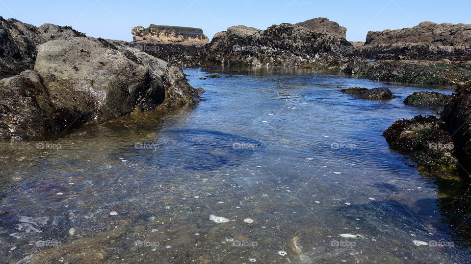 tide pool