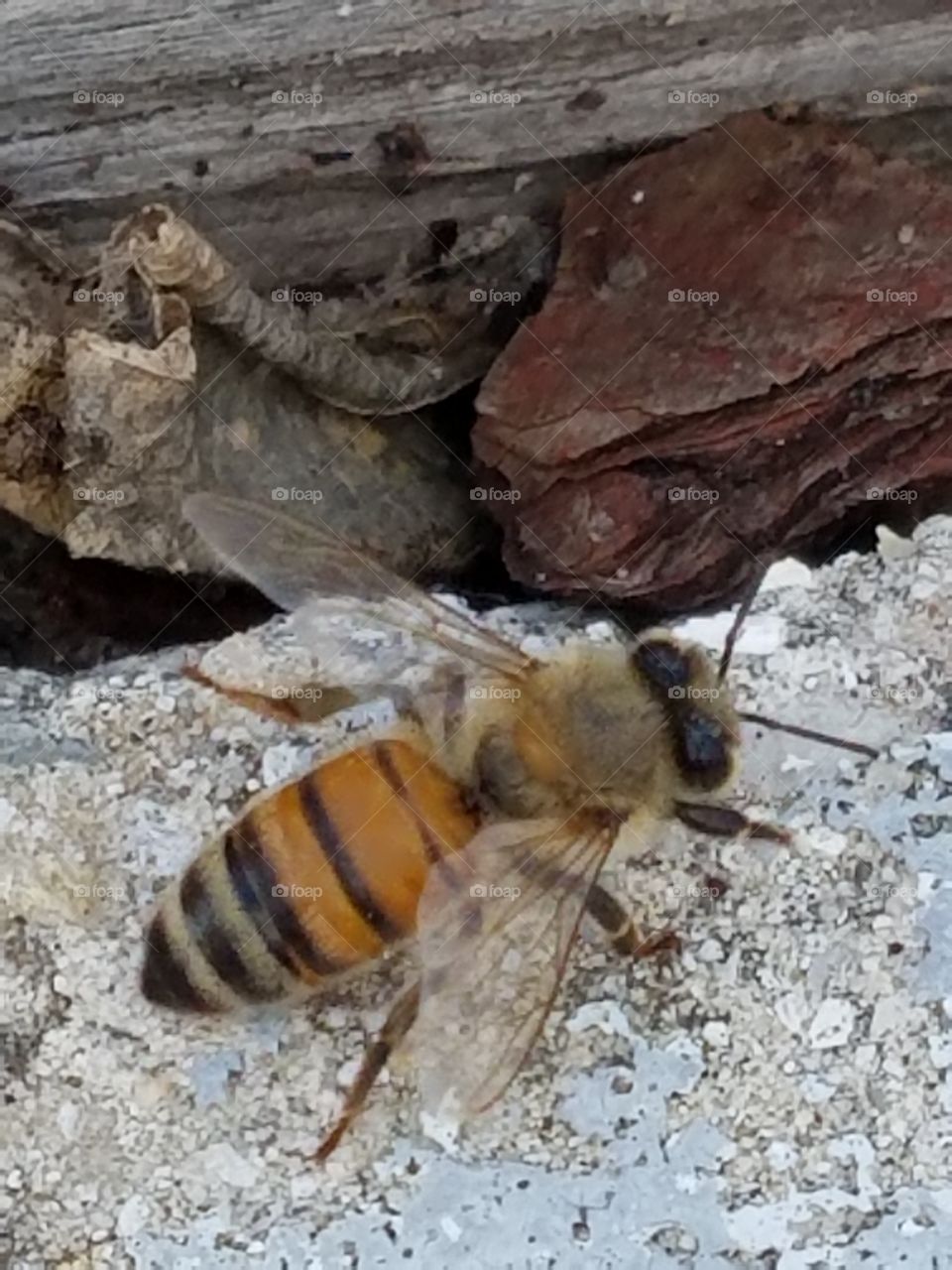simple bee