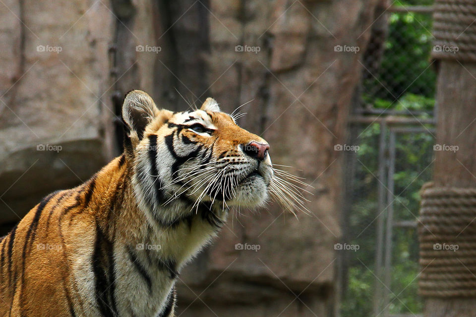 Tiger looking at its meal in the wild animal zoo on china