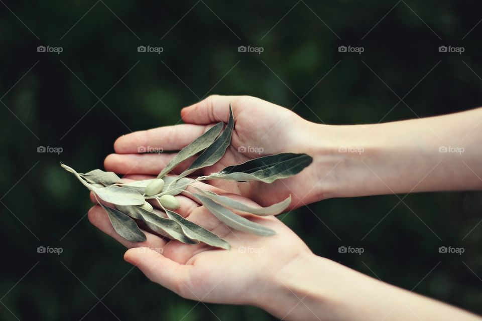 Sprig with fruits in children's hands in the summer
