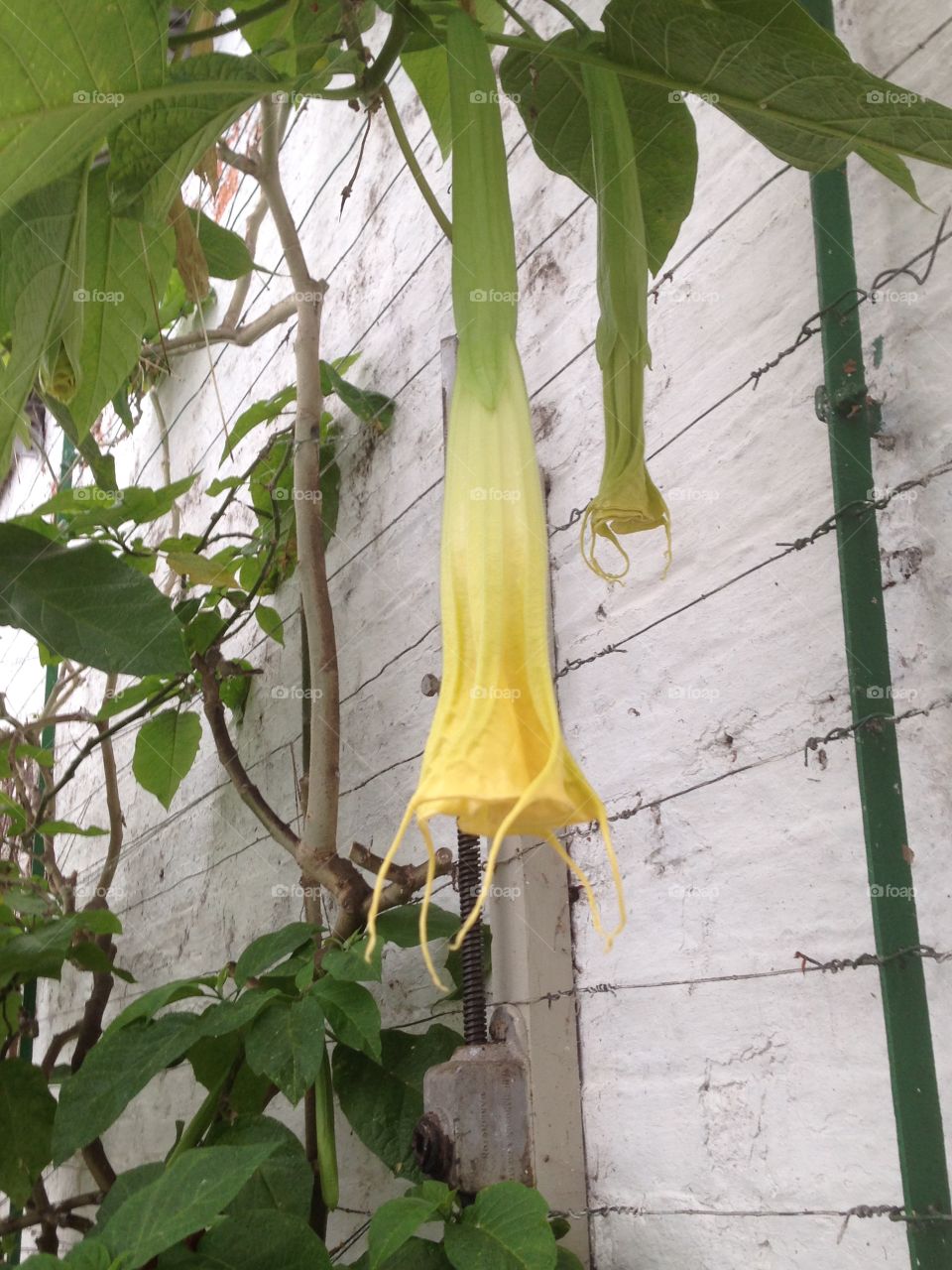 Unusual shaped flower