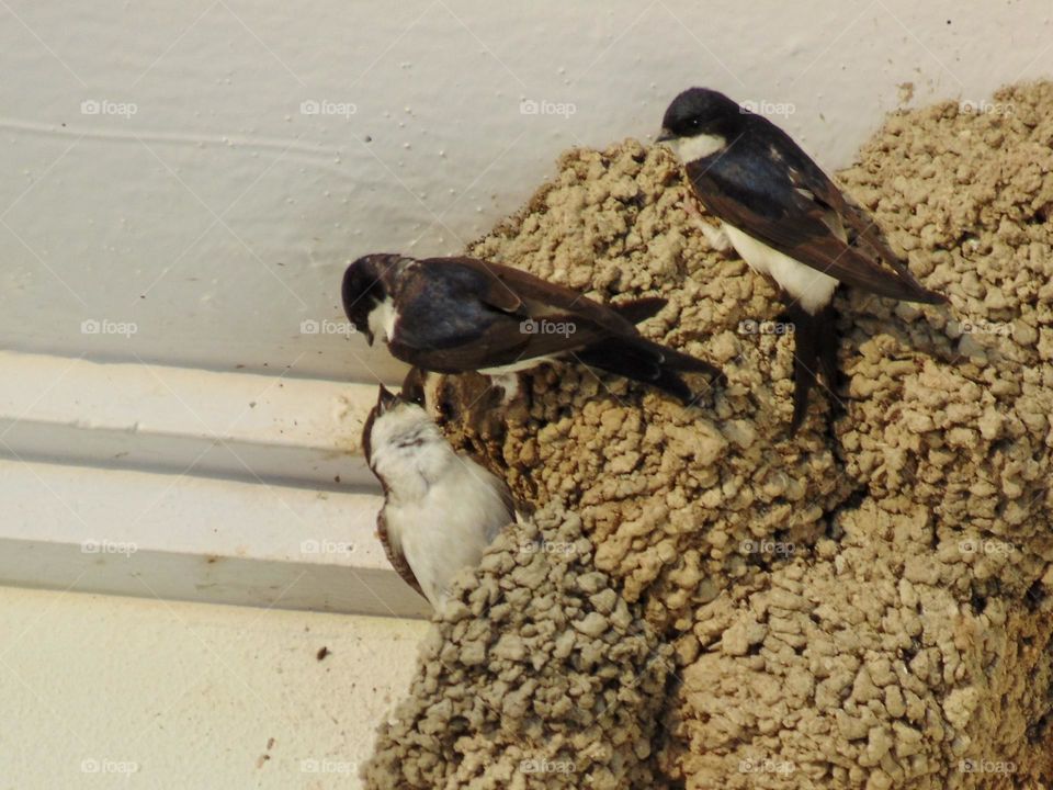 Swallows family