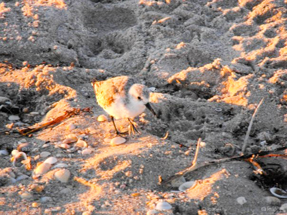 Bird on the beach. Small bird scavaging on the beach