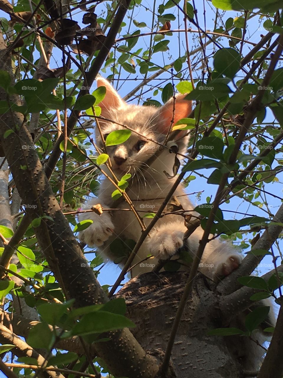 Cutest in the tree tops