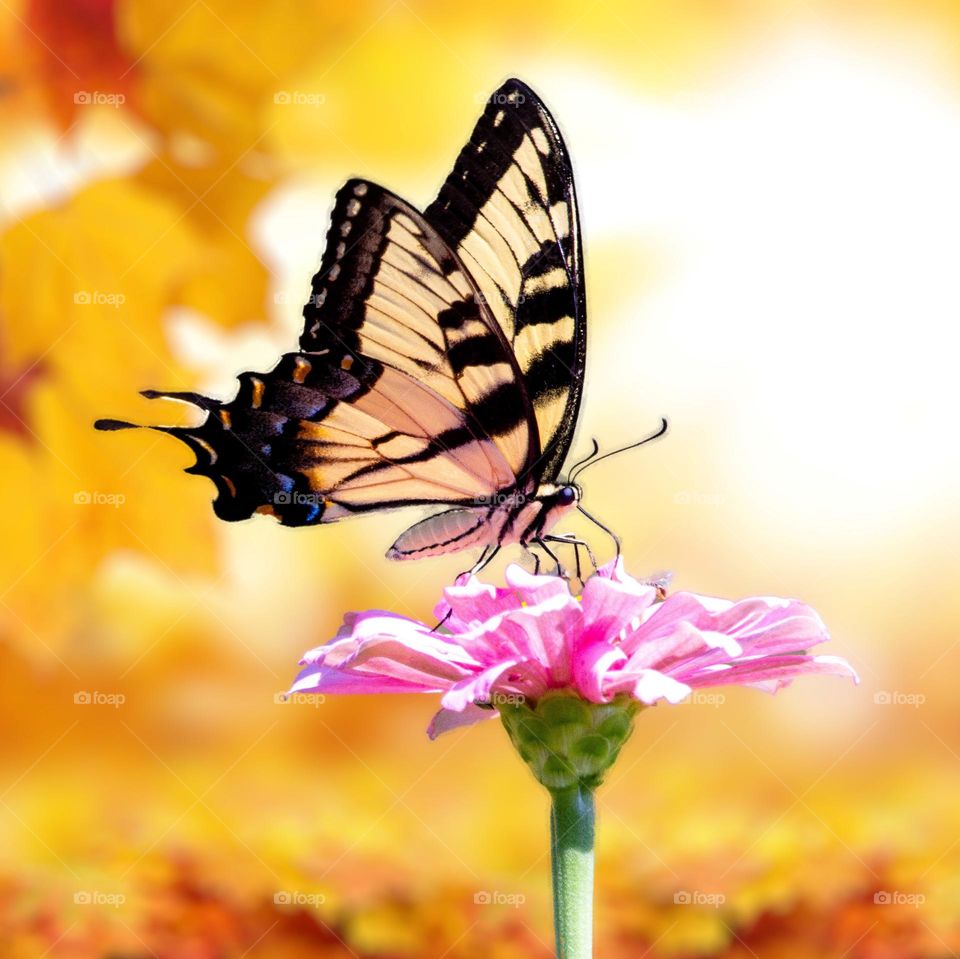 Beautiful and colourful butterfly