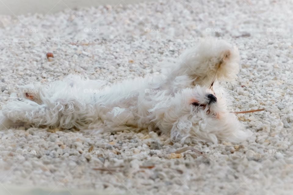 Cutest Pet in the World