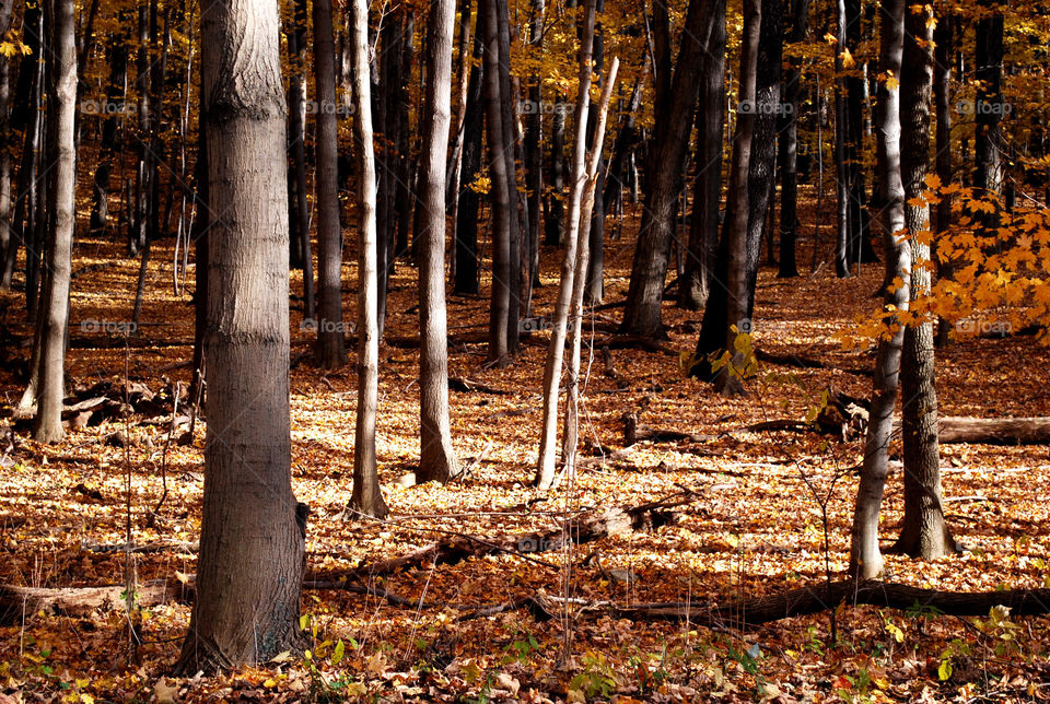 Fall Forest