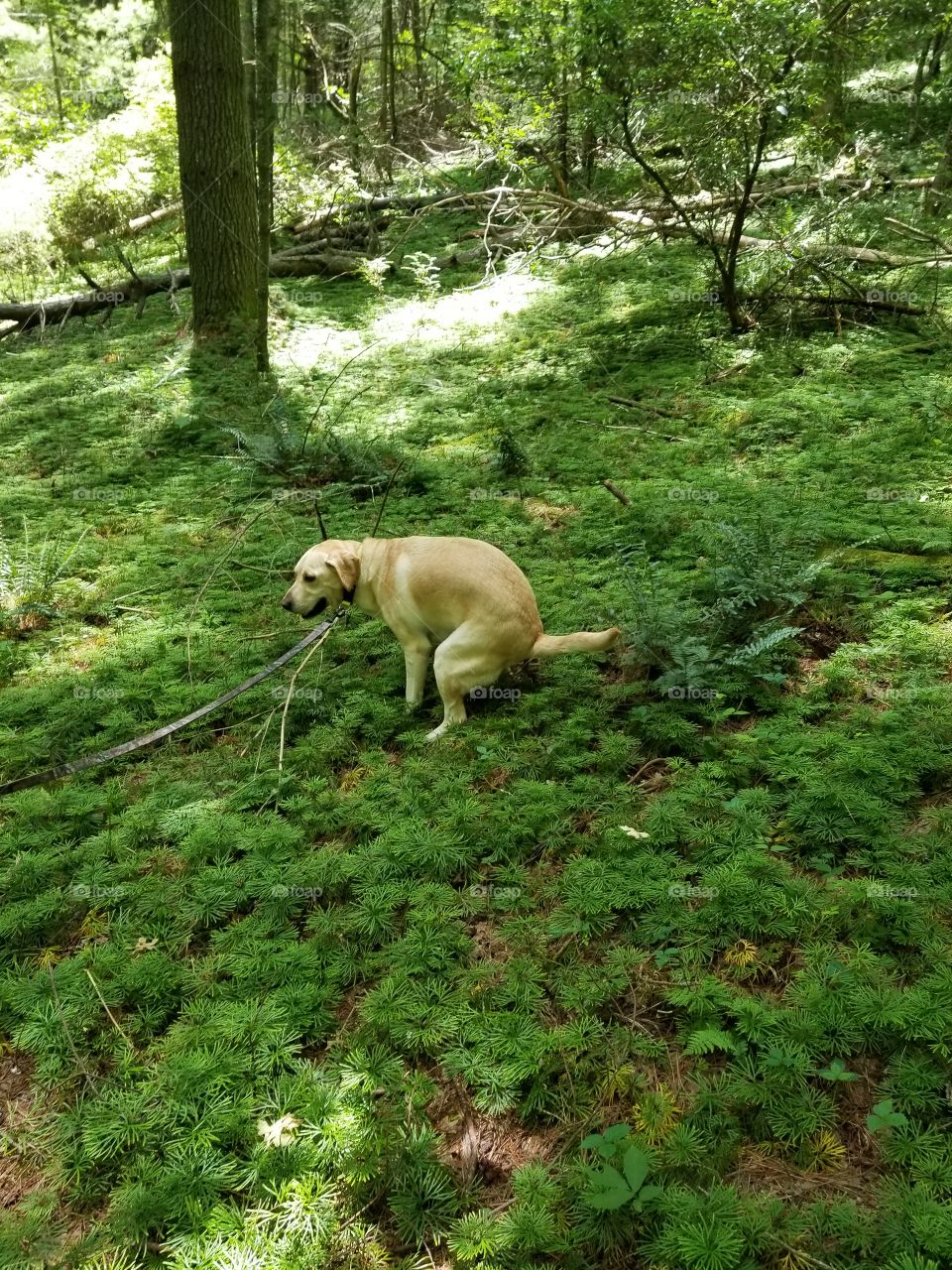 dog pooping in forest