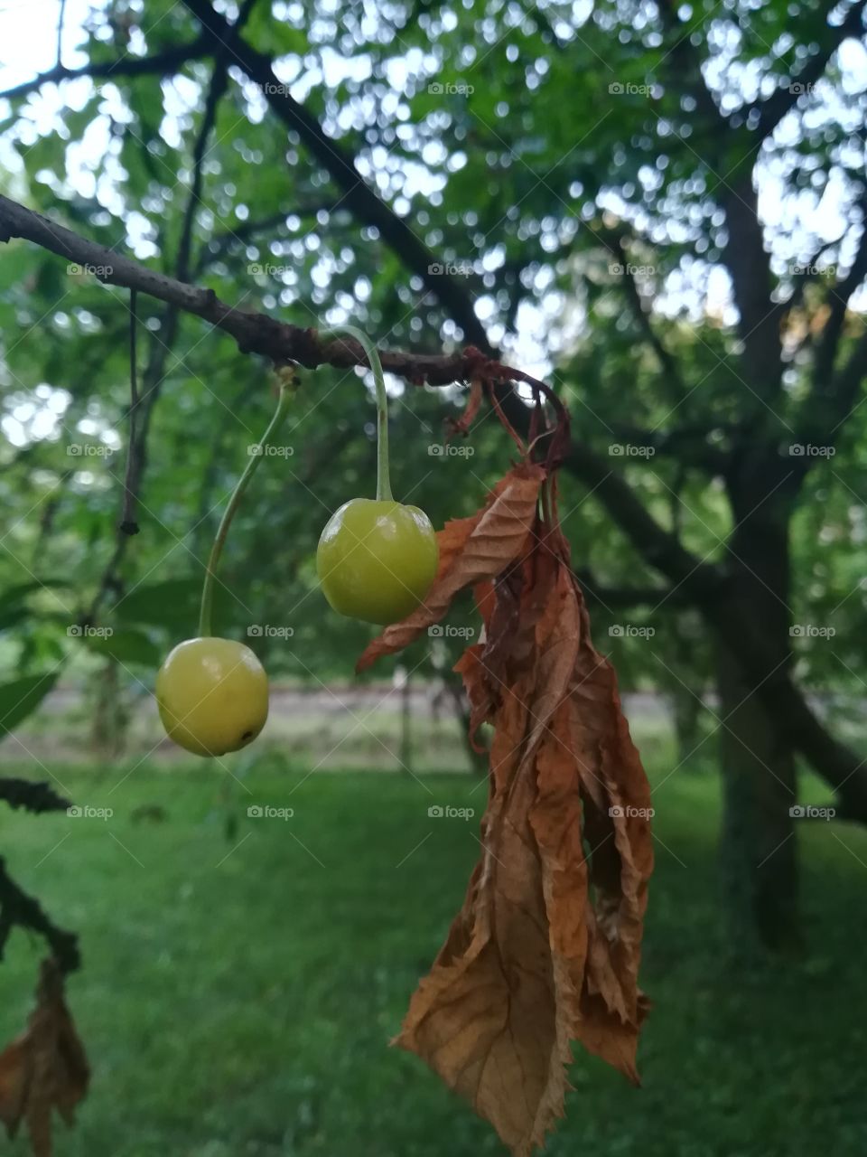 First cherry