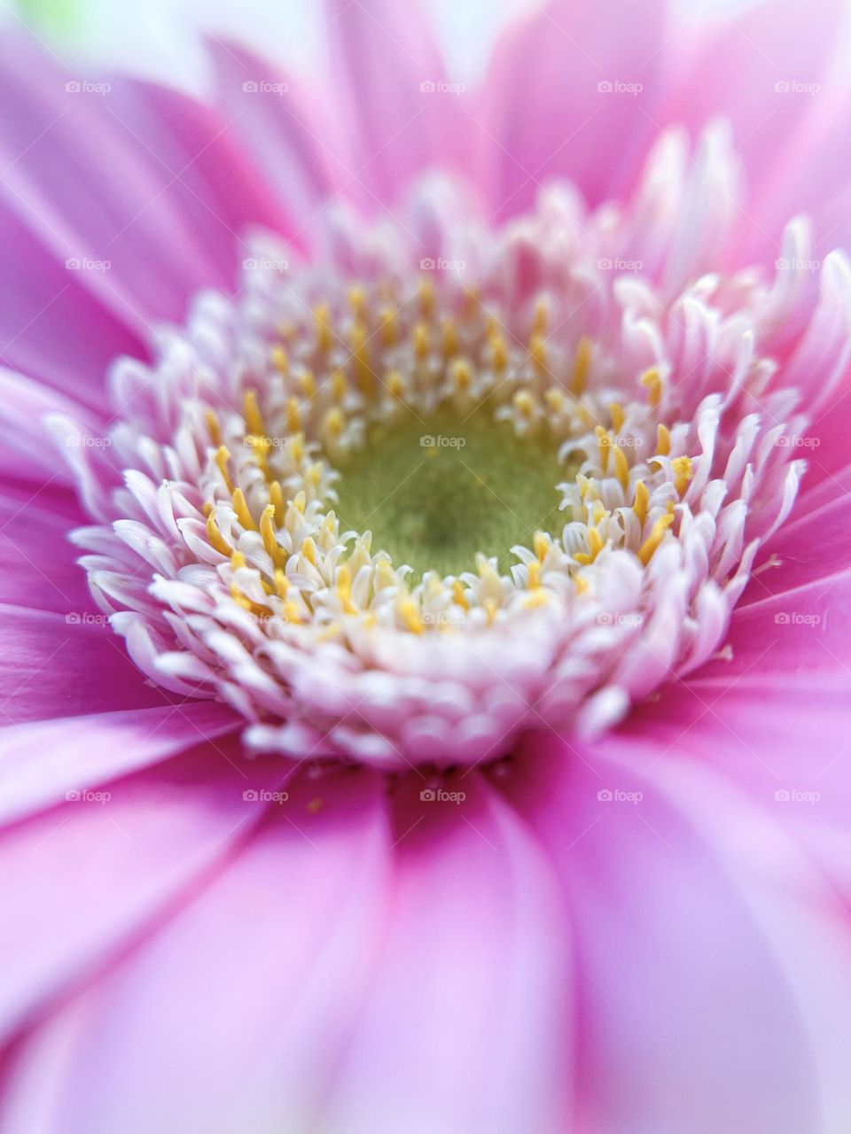 open gerbera flower