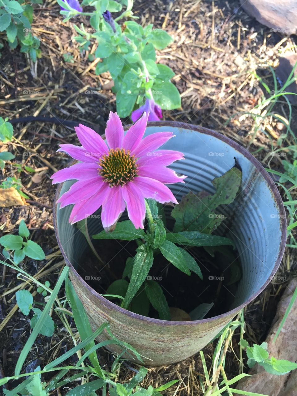 ECHINACEA flower