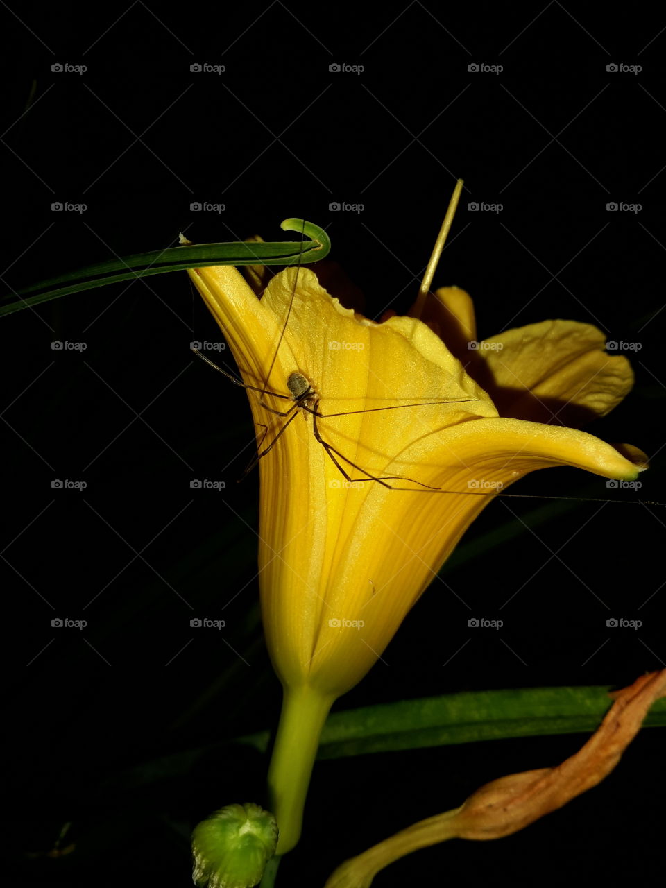 Spider on the flower.