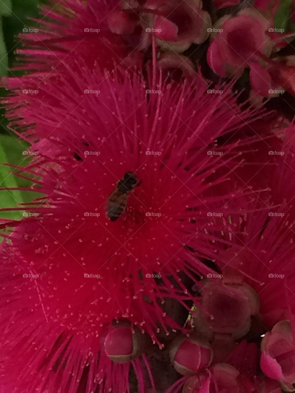 Bee on Otaheite Apple Blossom 