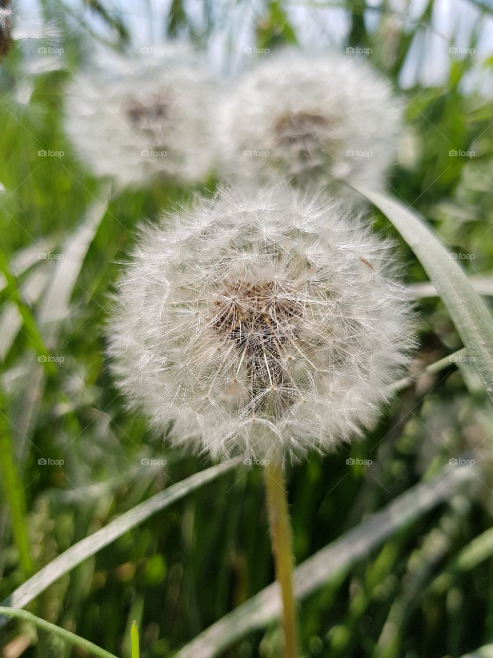dandelion