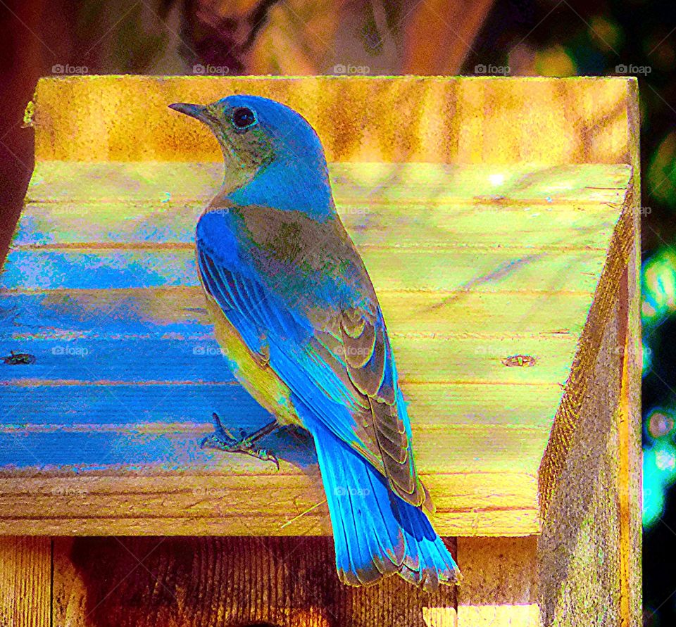 Western Bluebird