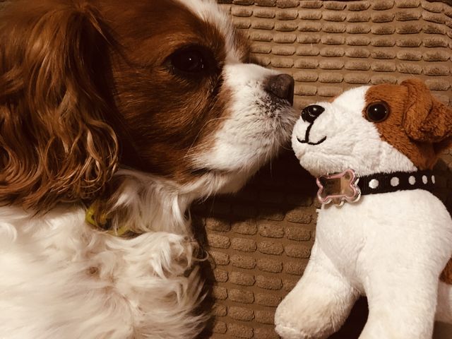 Our lovely pooch cuddled up with his favourite toy. I love the matching colourings! So cute. 