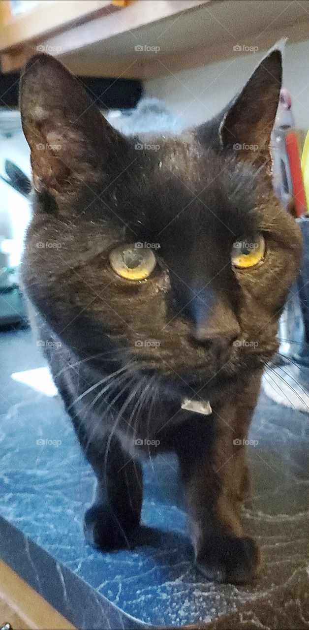 Black cat with green eyes, on countertop looking to jump down to floor. Pet kitty sitting on kitchen counter. She wears bells that jingle so we can find her at night in the house.