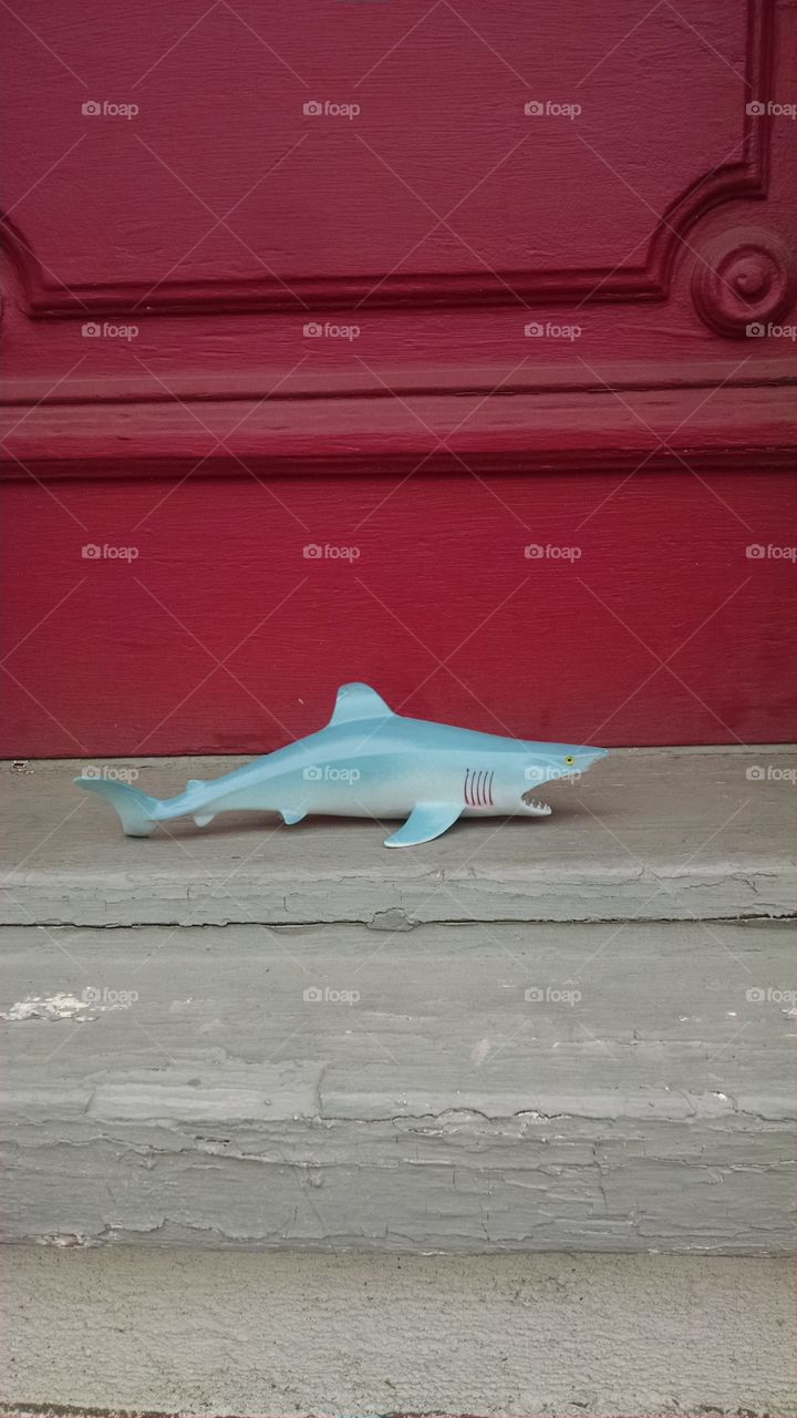 Shark in the Doorway