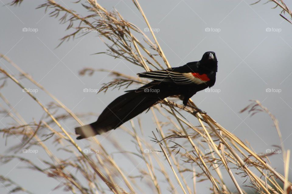 Long-tailed Widowbird.