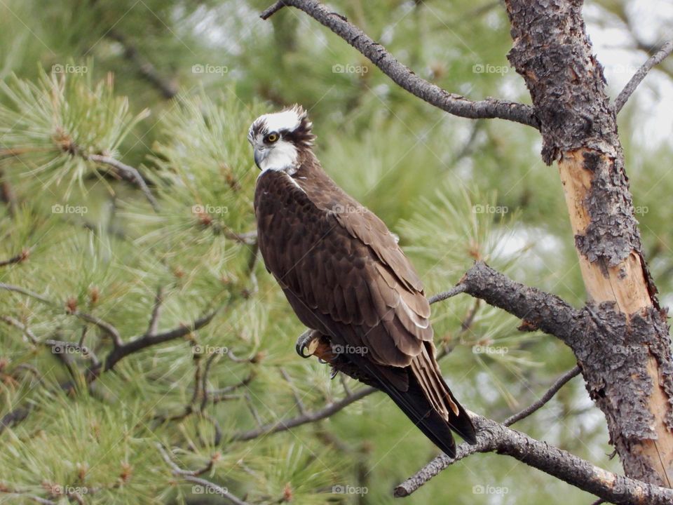 Osprey 