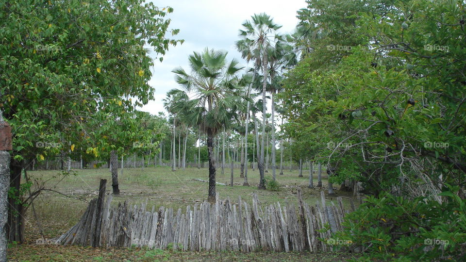Carnaúbas no sertão do Ceará. Paisagem típica do interior do Ceará. Carnaúbas, vegetação.