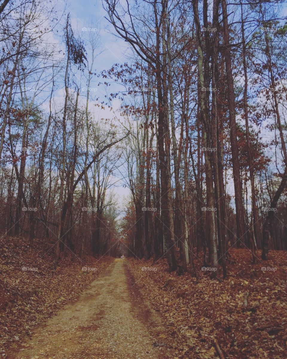 Trail through the trees