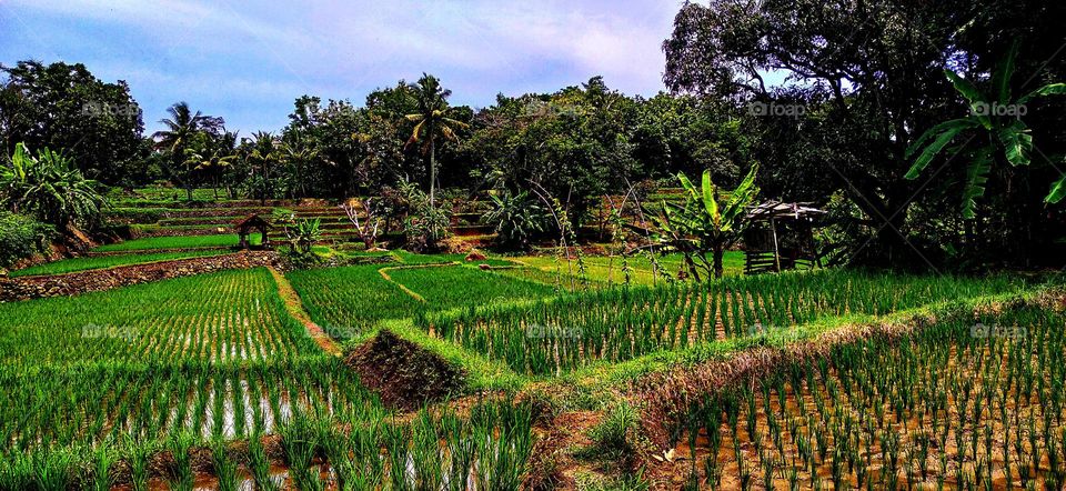 The view of the newly planted rice field