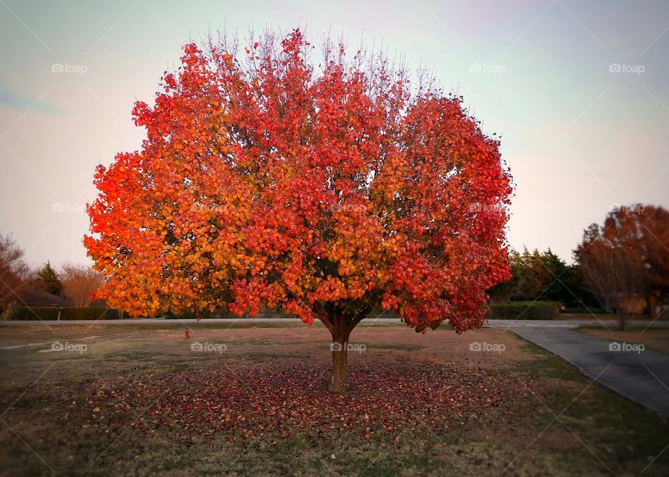 A Pear tree leaves turning in the fall