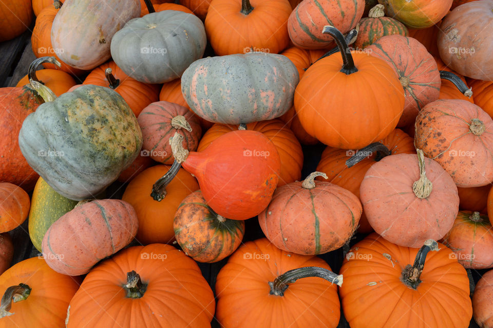Pumpkins and squash at farmers market. 